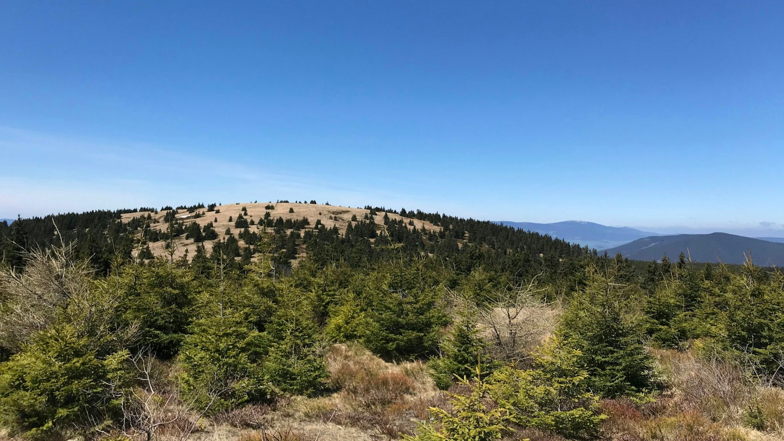 Mountain summit with spruce trees under a blue sky