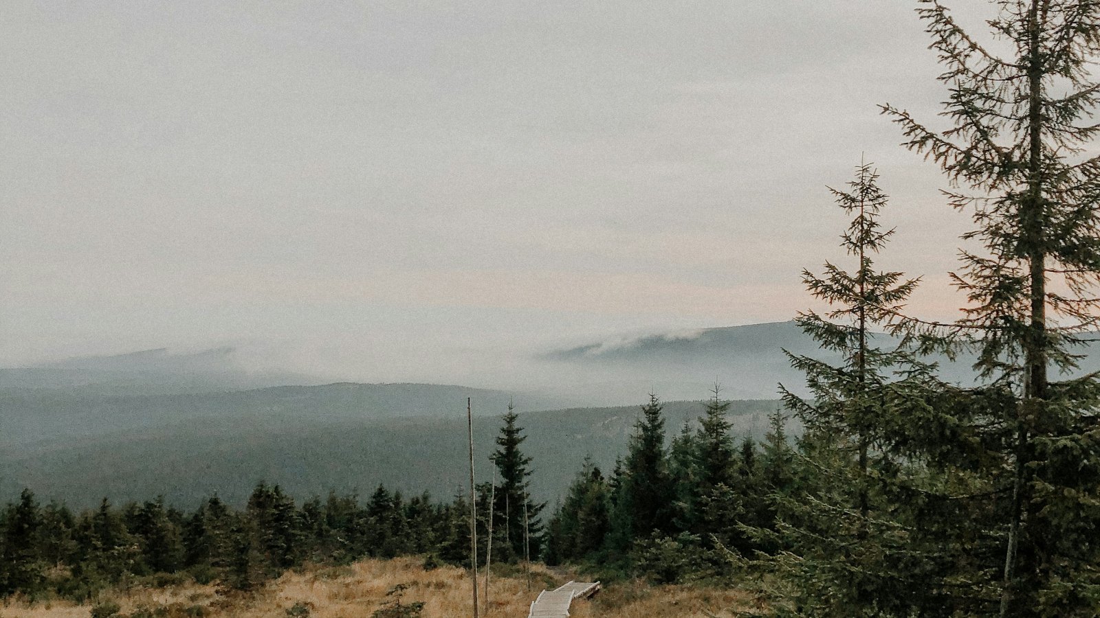 Spruce trees on a mountain ridge with misty hills in the distance