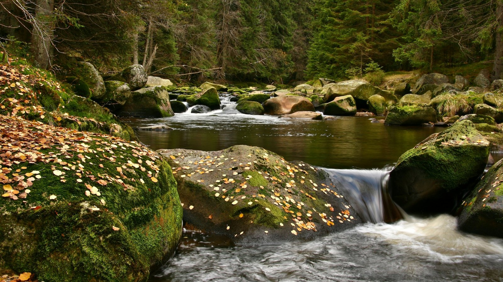 A mountain stream running over mossy rocks in a spruce forest