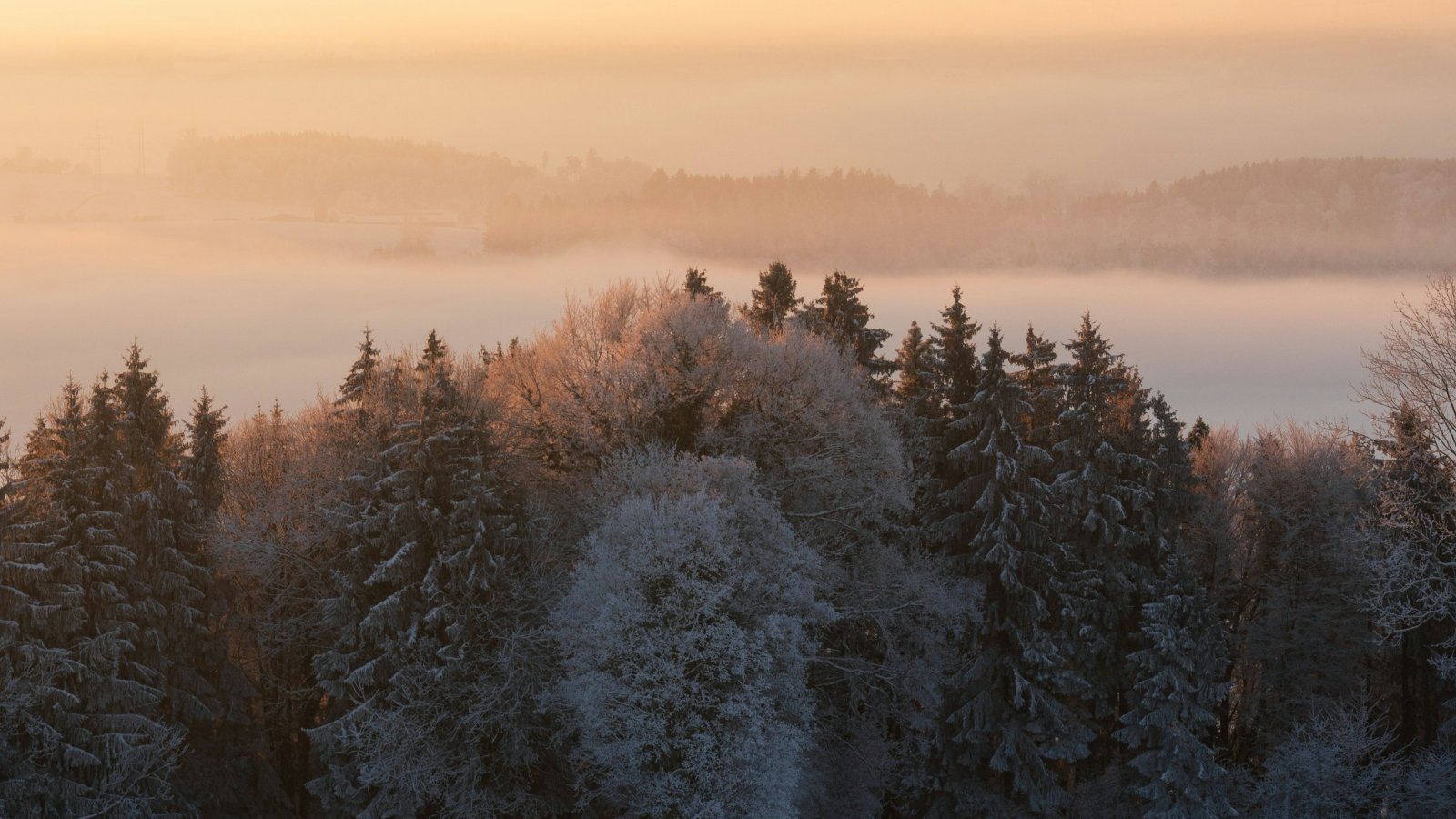 Frosted forest in winter morning mist